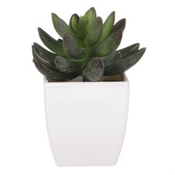 Kaktus v plastovom obale