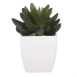 Kaktus v plastovom obale