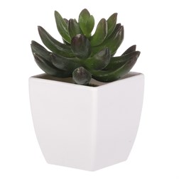 Kaktus v plastovom obale