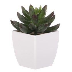 Kaktus v plastovom obale