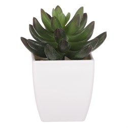 Kaktus v plastovom obale