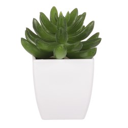 KAKTUS, PLASTOVÝ OBAL