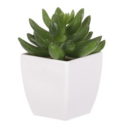 KAKTUS, PLASTOVÝ OBAL