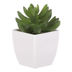 KAKTUS, PLASTOVÝ OBAL