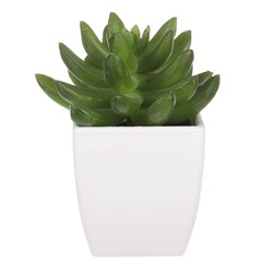 KAKTUS, PLASTOVÝ OBAL