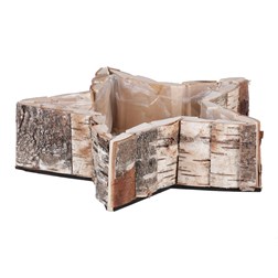 Hvězda břízová, aranžérský obal.