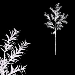 Asparagus - bílá barva s glitry.