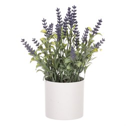 Levandule v obalu, bílý plastový obal.