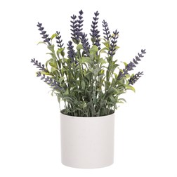 Levandule v obalu, bílý plastový obal.