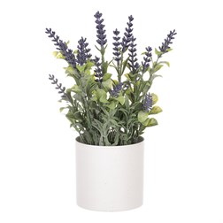 Levandule v obalu, bílý plastový obal.