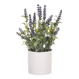 Levandule v obalu, bílý plastový obal.