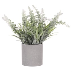 Vřes v obalu, barva krémová. Plastový obal šedivý.