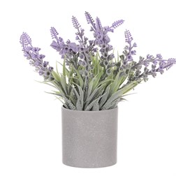 Vřes v obalu, barva fialová. Plastový obal šedivý.