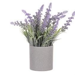 Vřes v obalu, barva fialová. Plastový obal šedivý.