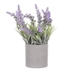 Vřes v obalu, barva fialová. Plastový obal šedivý.