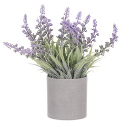 Vřes v obalu, barva fialová. Plastový obal šedivý.