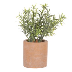 Rozmarýn v obalu, terakotový obal.