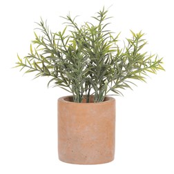 Rozmarýn v obalu, terakotový obal.