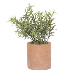 Rozmarýn v obalu, terakotový obal.