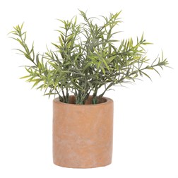 Rozmarýn v obalu, terakotový obal.