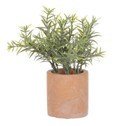 Rozmarýn v obalu, terakotový obal.
