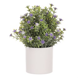 Tráva kvetoucí v plastovém bílém obalu, barva fialová.