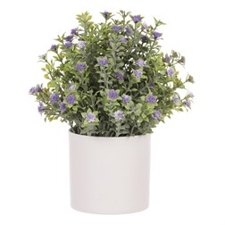 Tráva kvetoucí v plastovém bílém obalu, barva fialová.