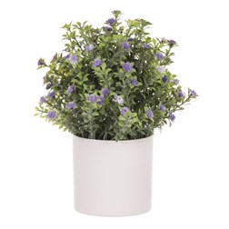 Tráva kvetoucí v plastovém bílém obalu, barva fialová.