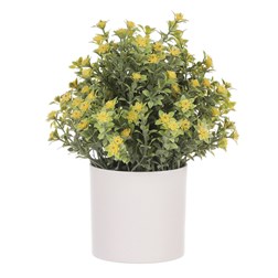 Tráva kvetoucí v plastovém bílém obalu, barva žlutá.