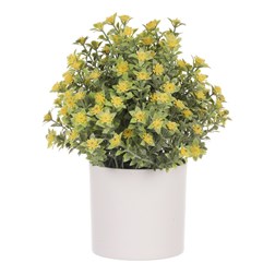 Tráva kvetoucí v plastovém bílém obalu, barva žlutá.