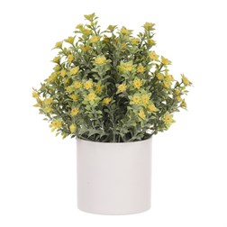 Tráva kvetoucí v plastovém bílém obalu, barva žlutá.