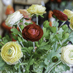 Ranunculus - umělá řezaná květina, žlutá